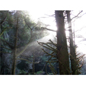 Cape Perpetua